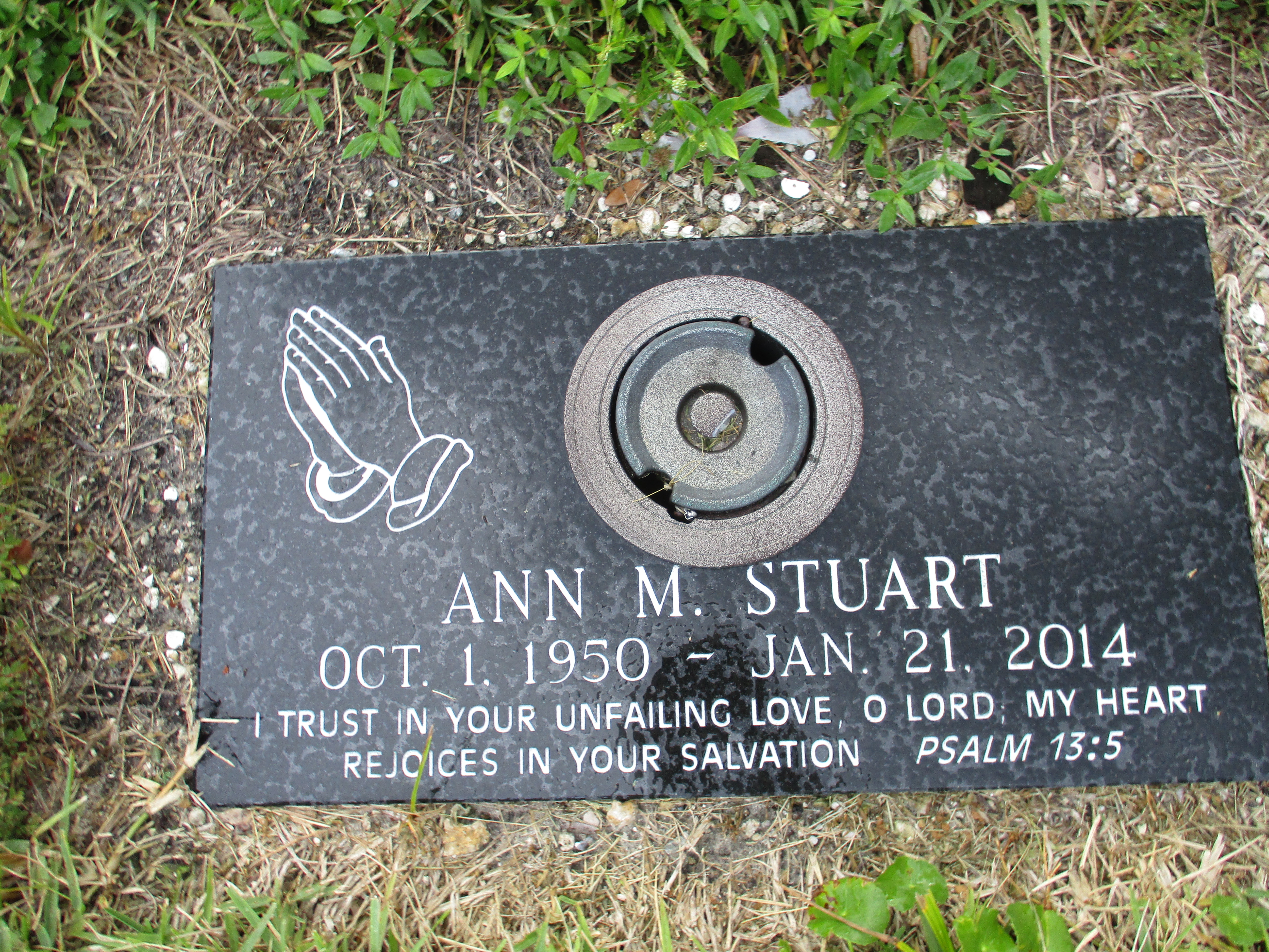 Ann M Stuart