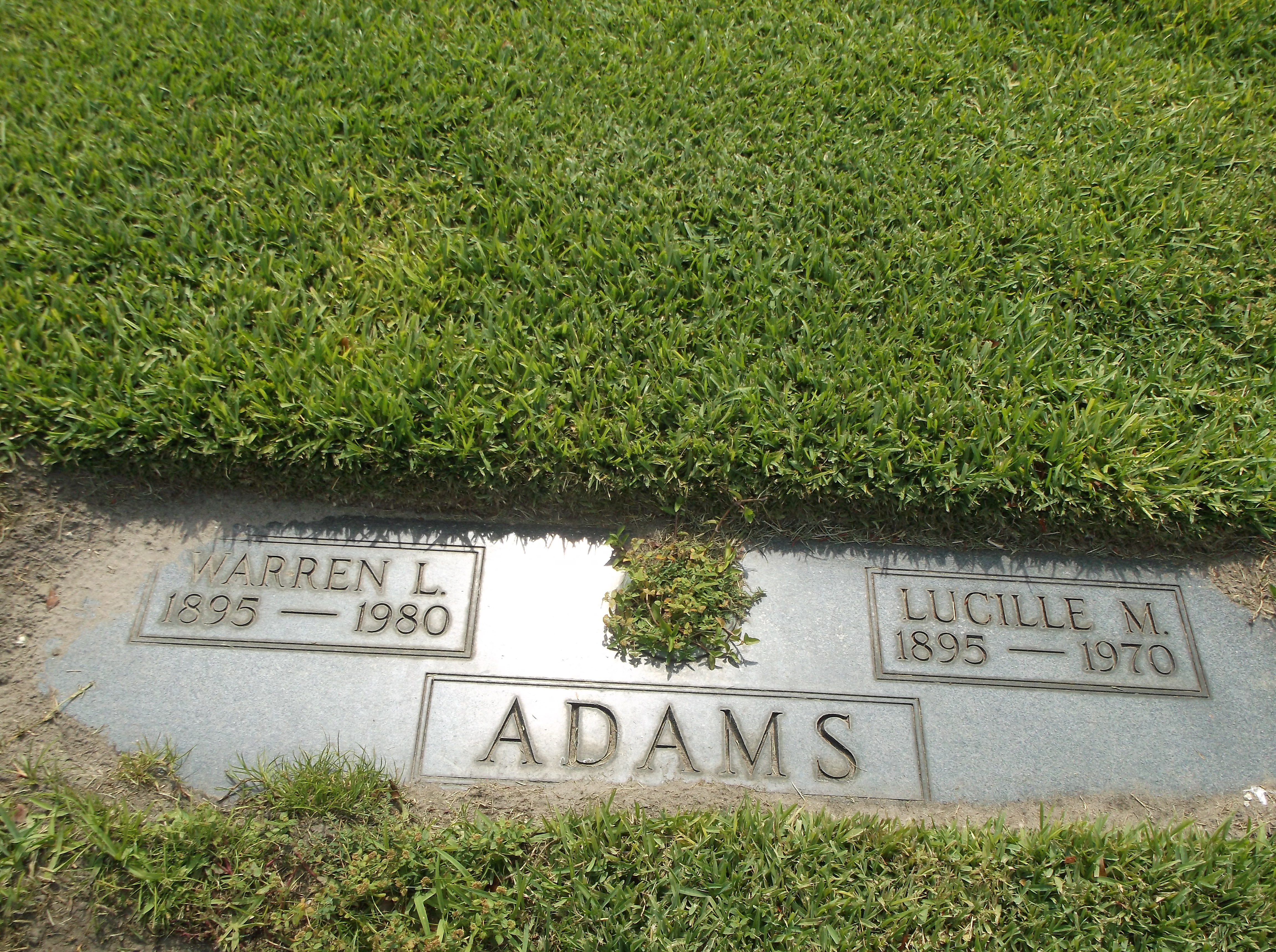 Warren L Adams