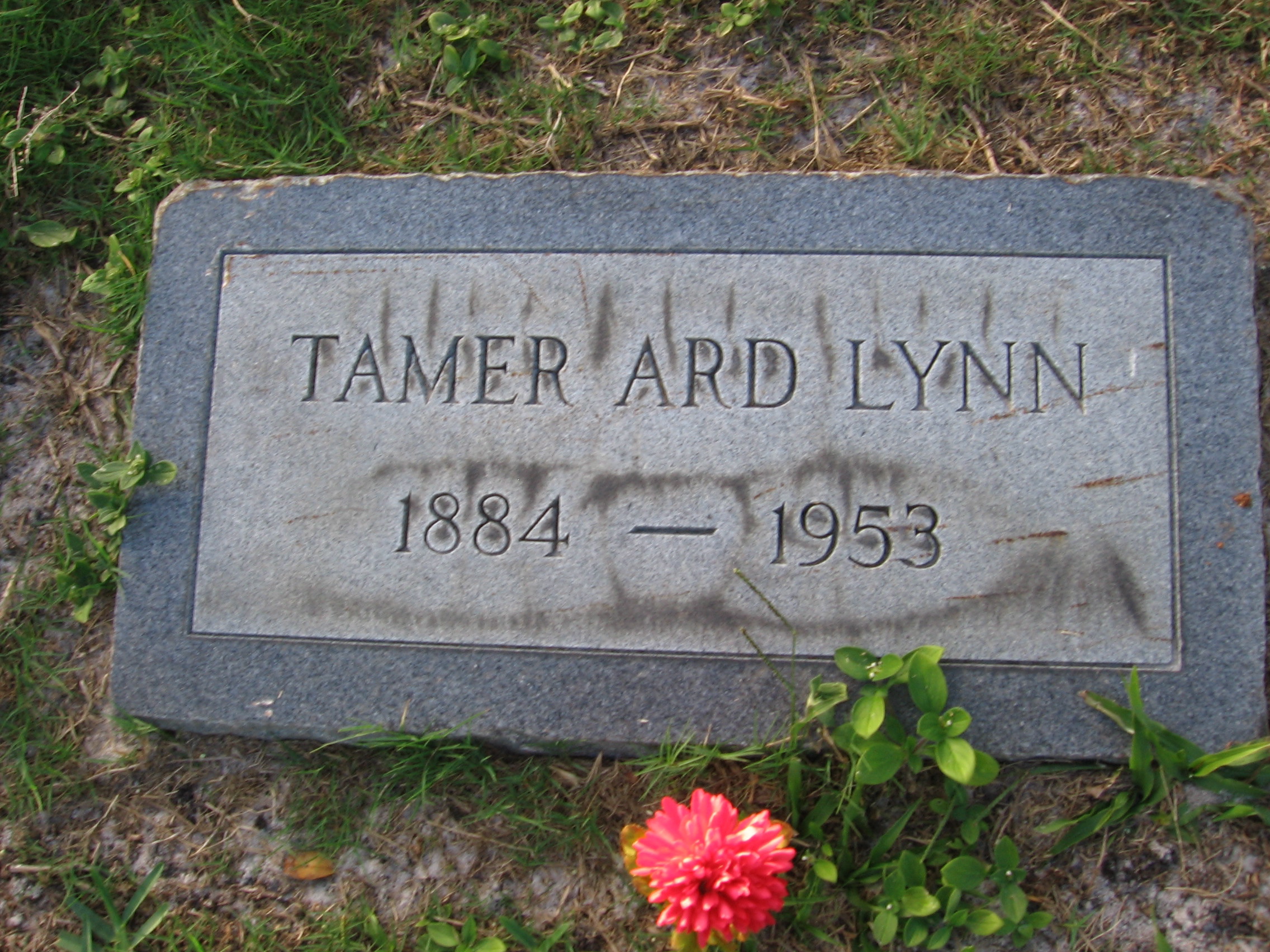 Tamer Ard Lynn