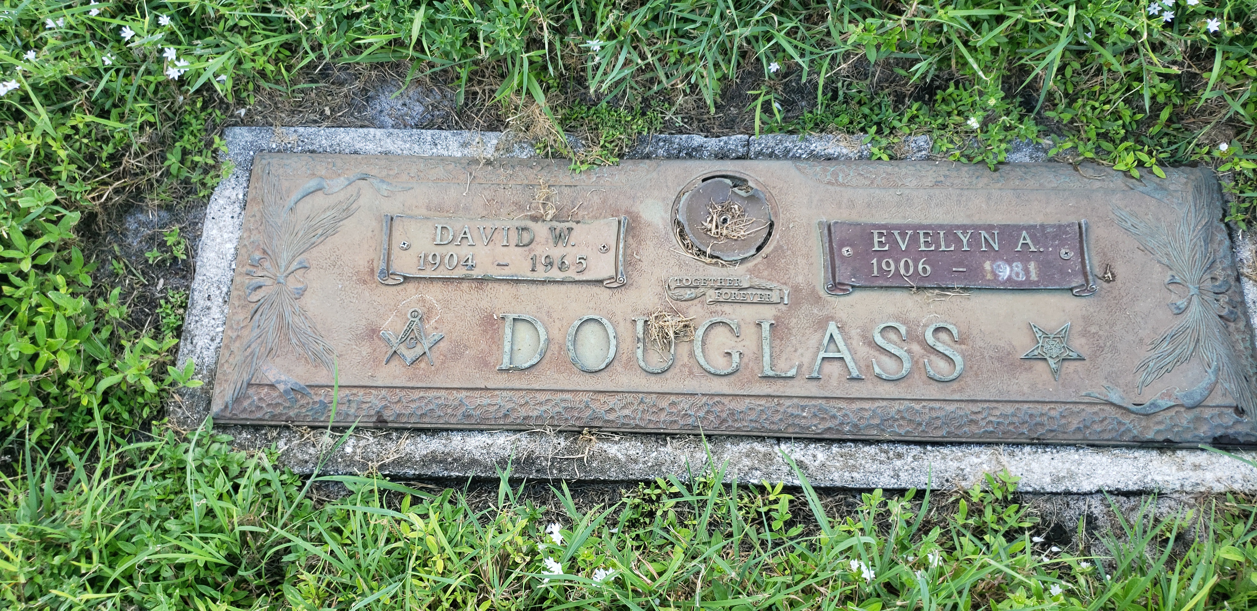 Evelyn A Douglass