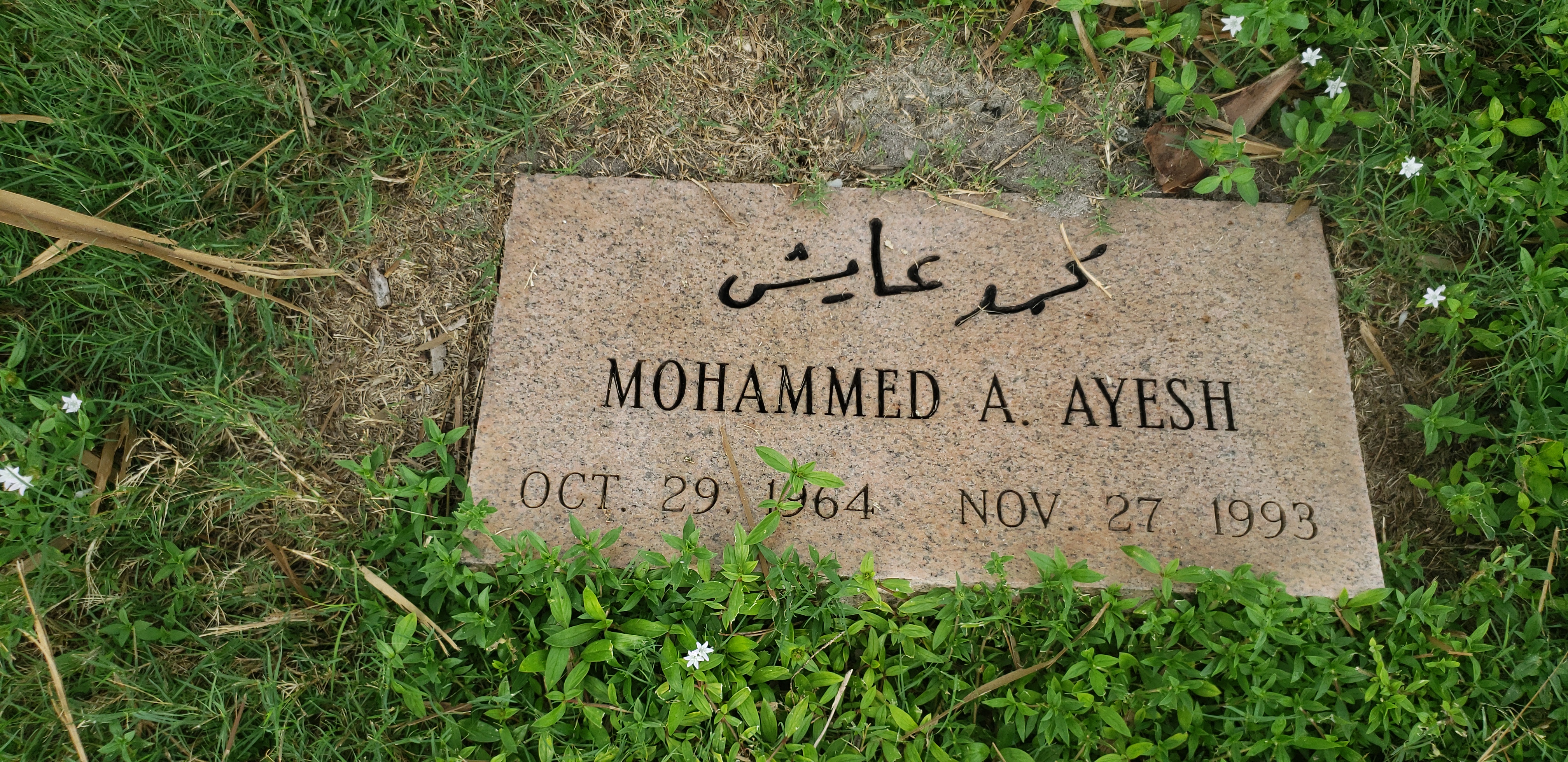 Mohammed A Ayesh