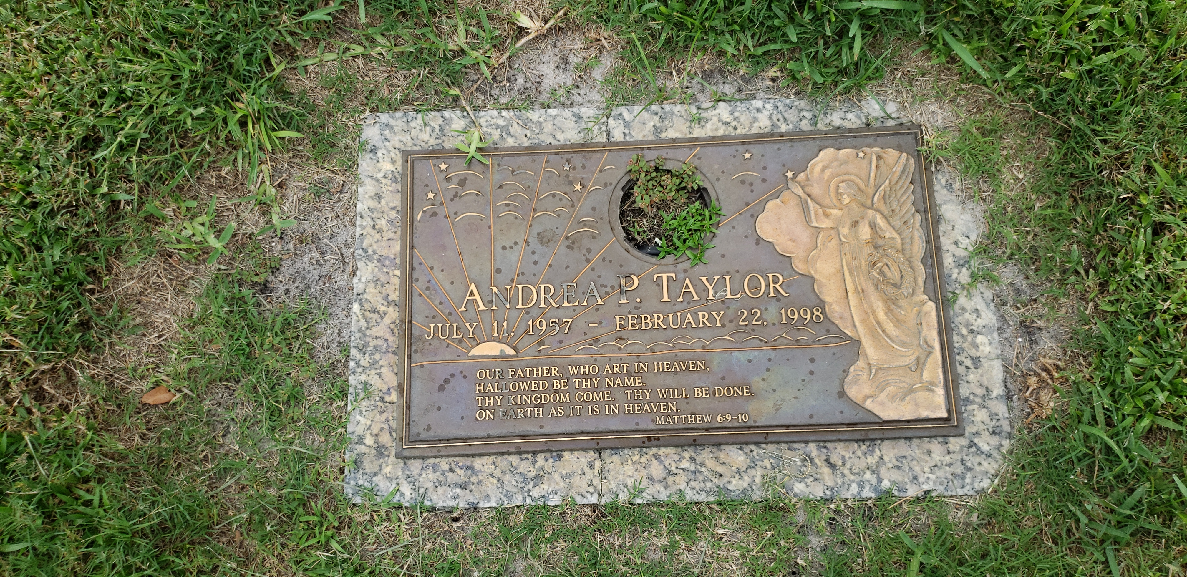 Andrea P Taylor