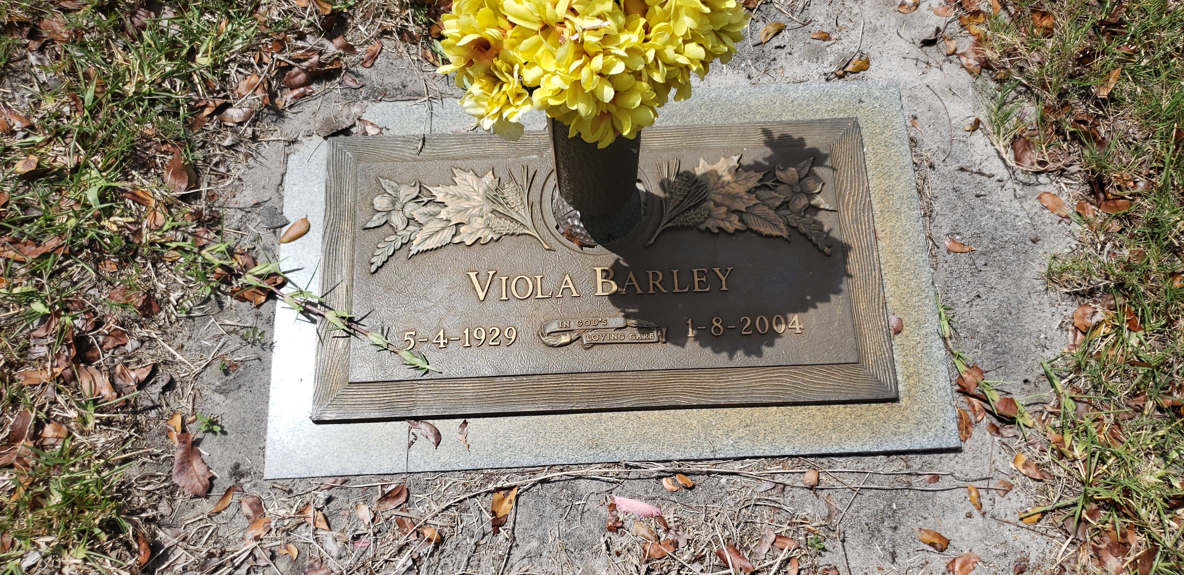 Viola Barley