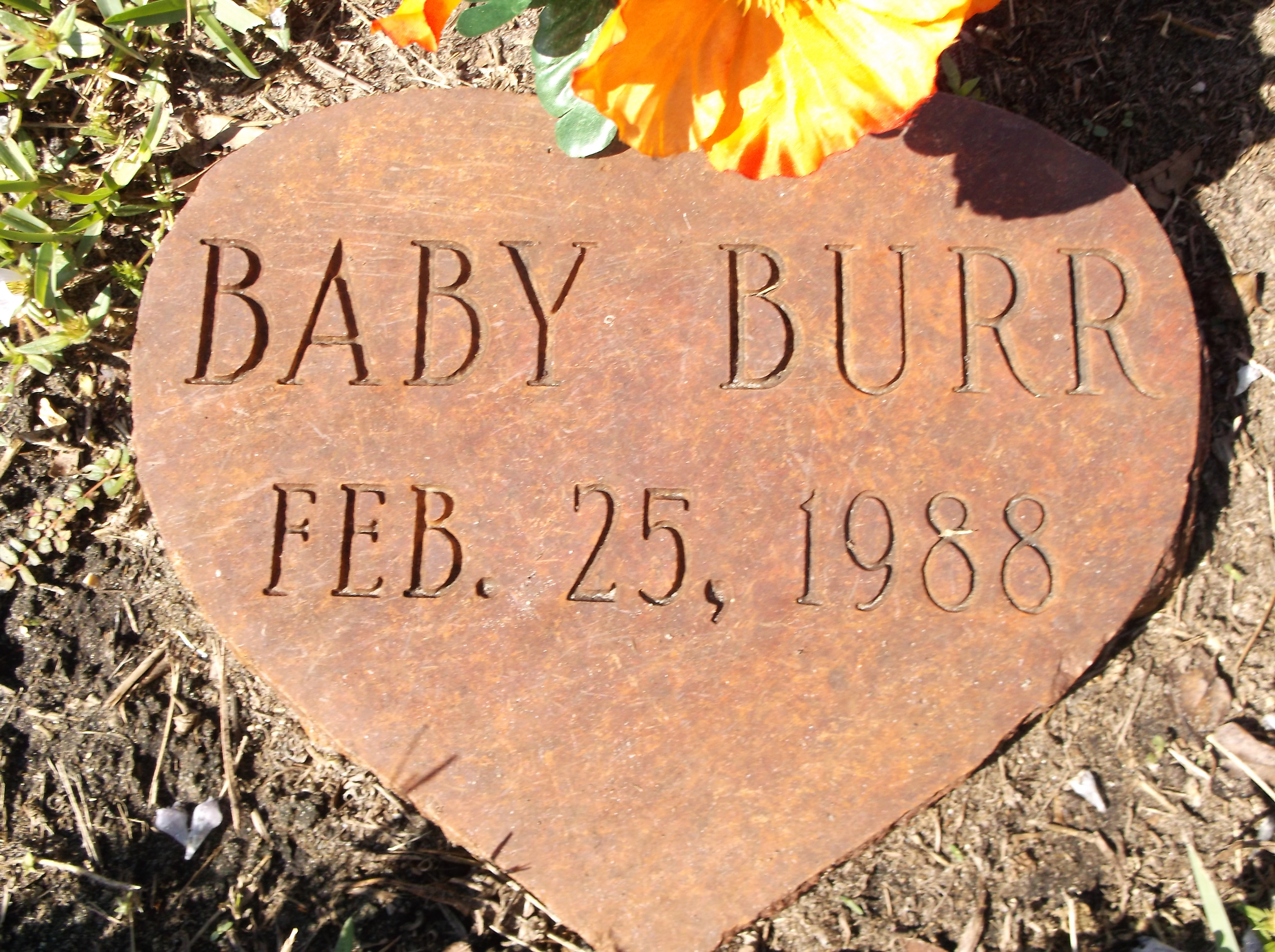 Baby Burr