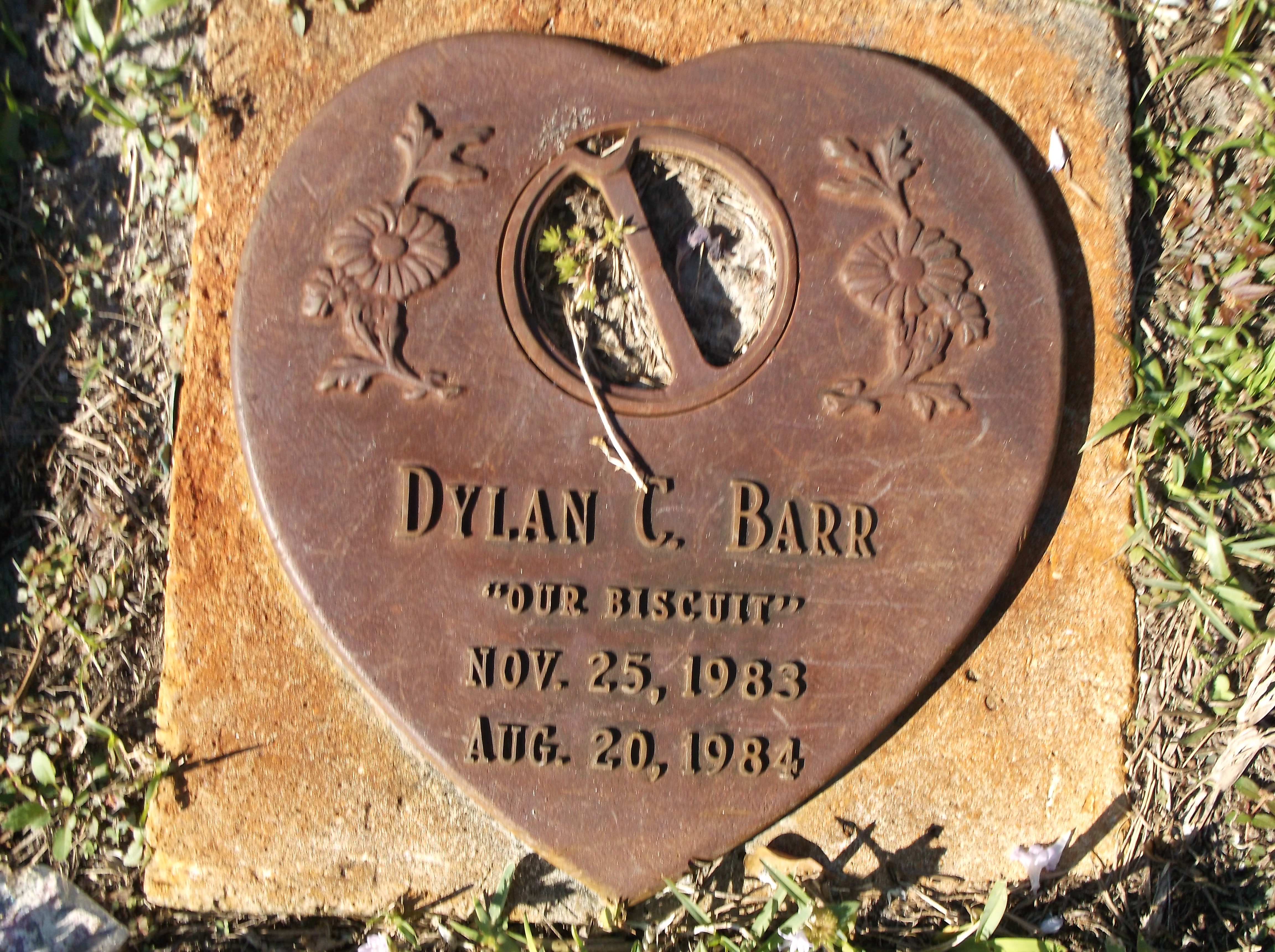 Dylan C Barr