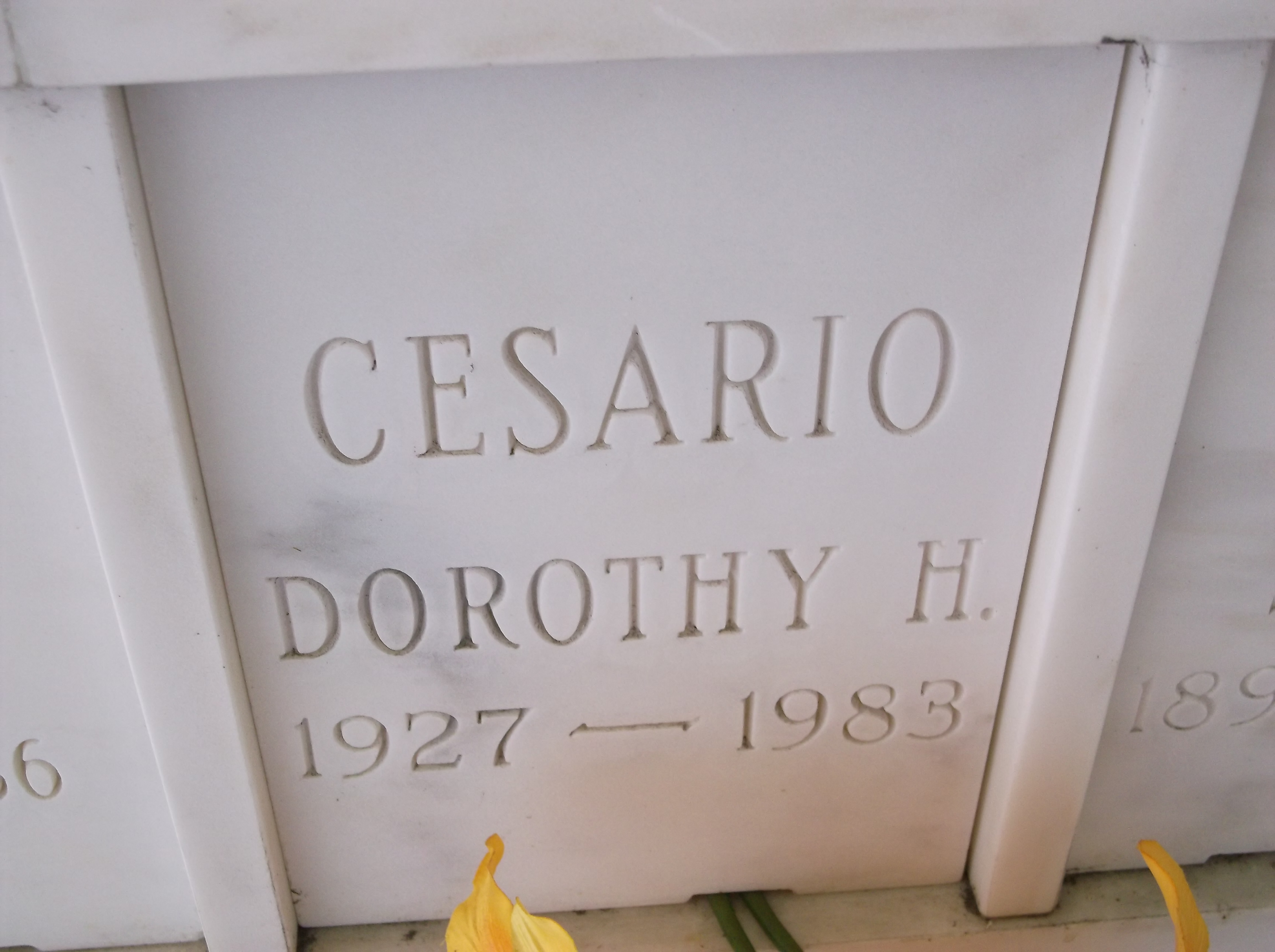 Dorothy H Cesario