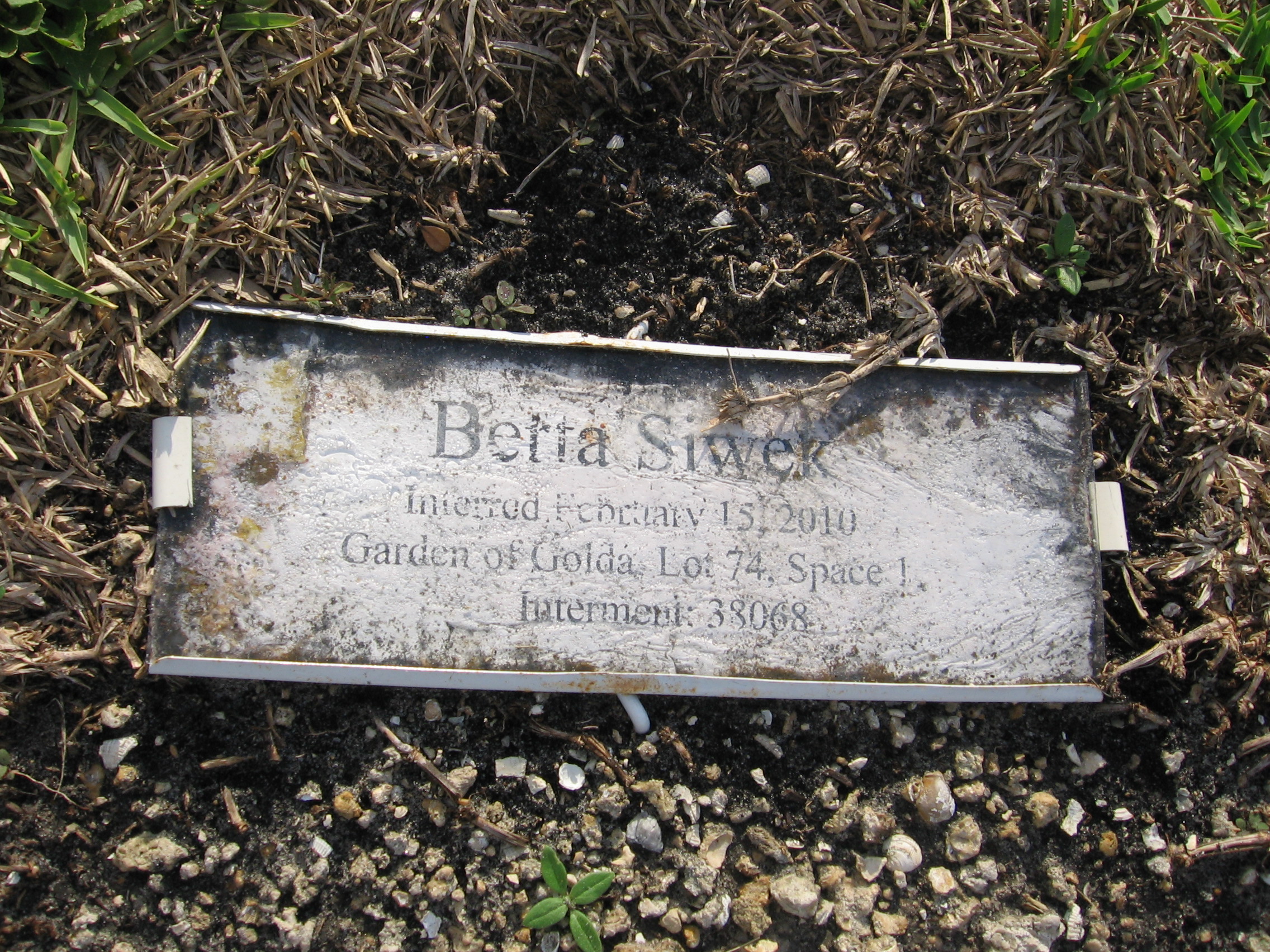 Betta Siwek