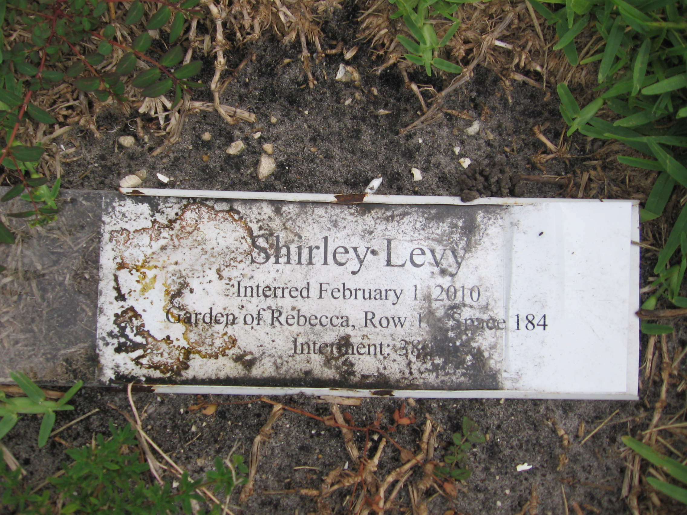 Shirley Levy