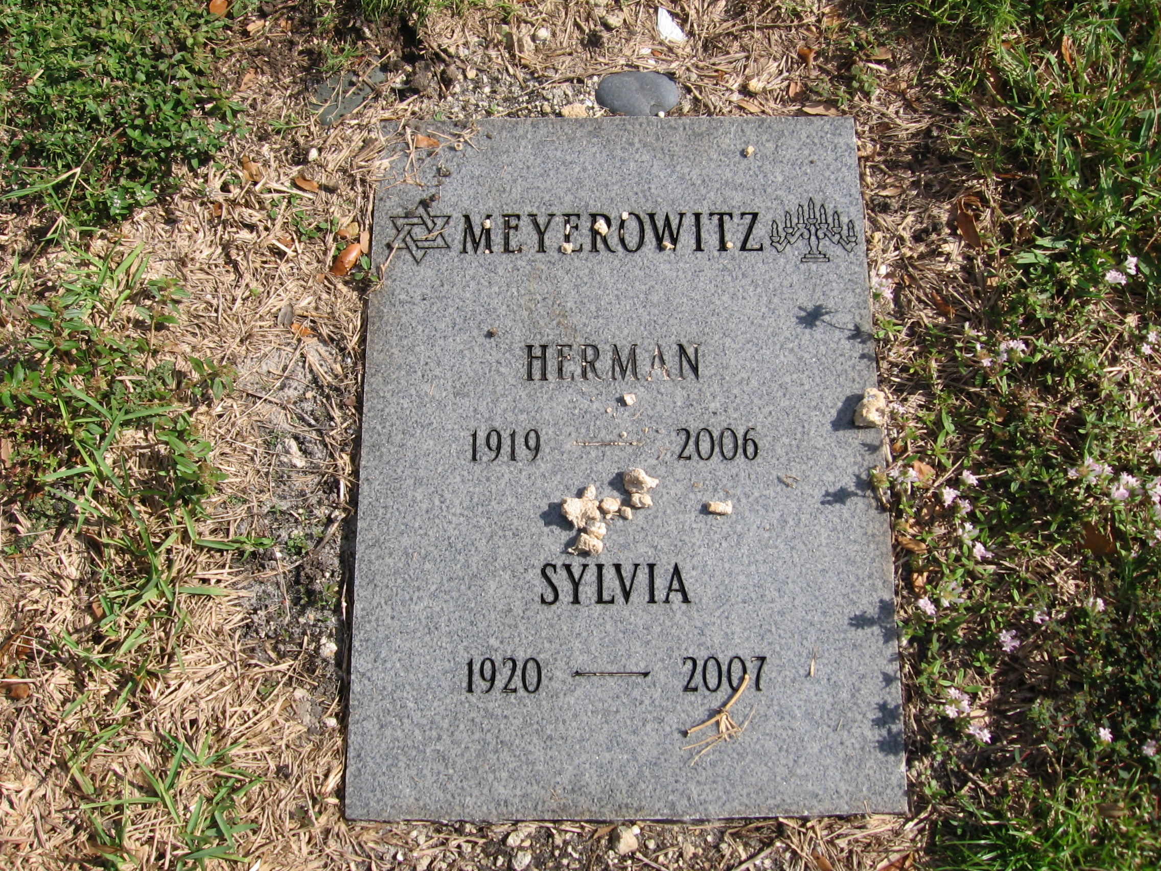Sylvia Meyerowitz