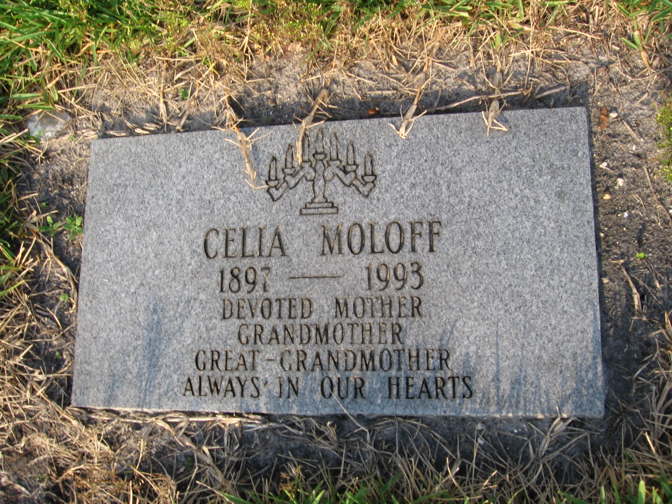 Celia Moloff