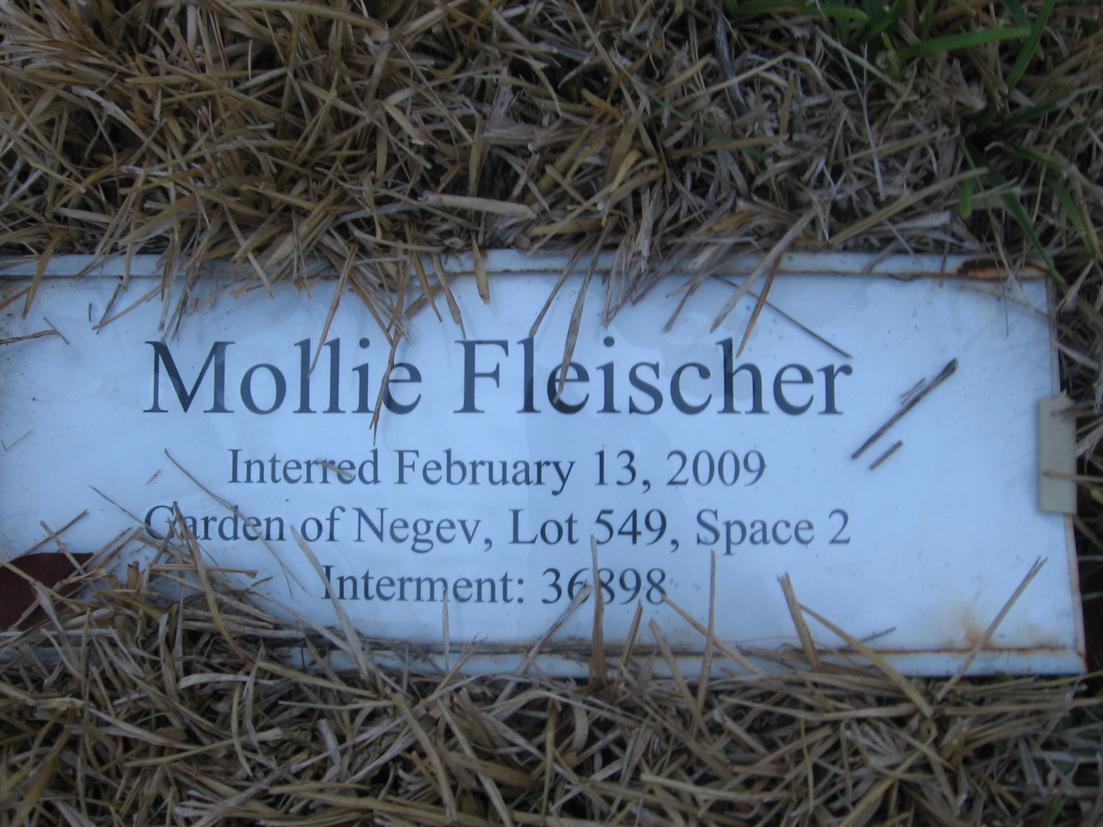Mollie Fleischer